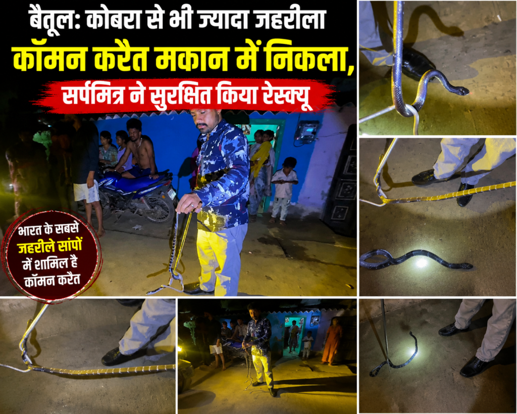 बैतूल में निकला कोबरा से भी ज्यादा जहरीला कॉमन करैत! देखें कैसे हुआ रेस्क्यू